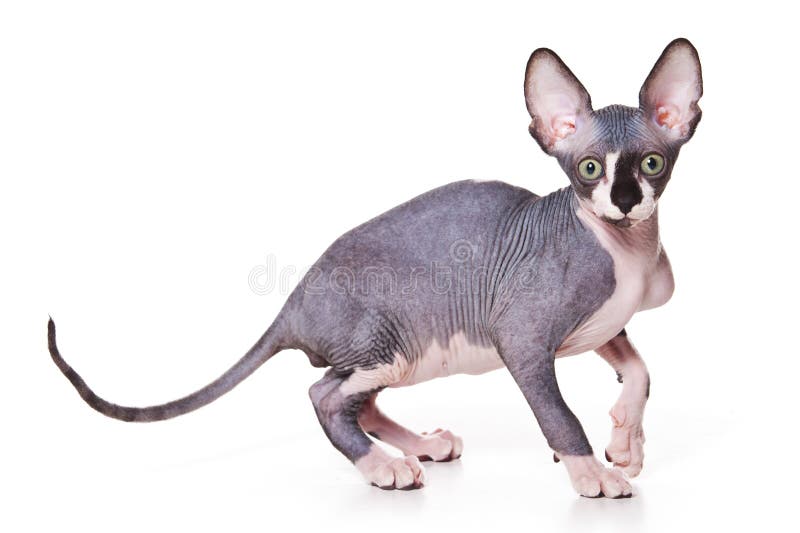 Position De Chat De Sphinx Photo Stock Image Du Exotique 5034