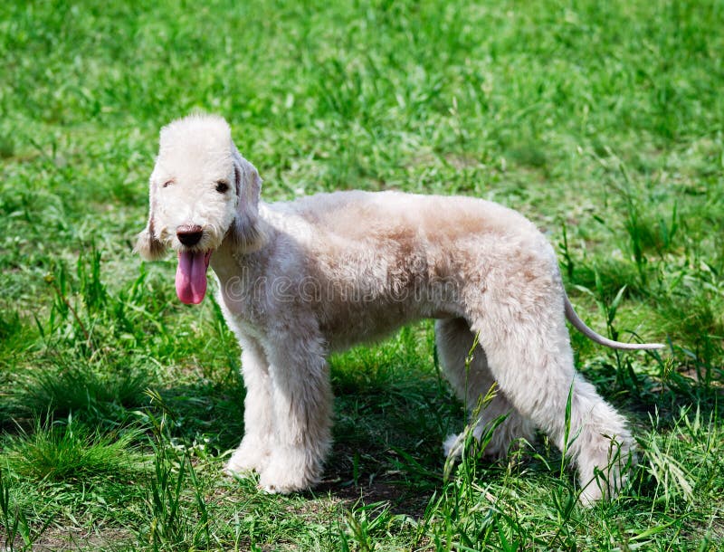 Position de chien terrier de Bedlington image libre de droits Position de chien terrier de Bedlington image libre de droits