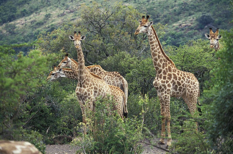 Rothschild`s Giraffe, giraffa camelopardalis rothschildi, Group standing in Bush, Kenya. Rothschild`s Giraffe, giraffa camelopardalis rothschildi, Group standing in Bush, Kenya
