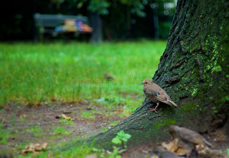 United States, park, wildlife, birds, thrush nightingale standing under big tree,. United States, park, wildlife, birds, thrush nightingale standing under big tree,