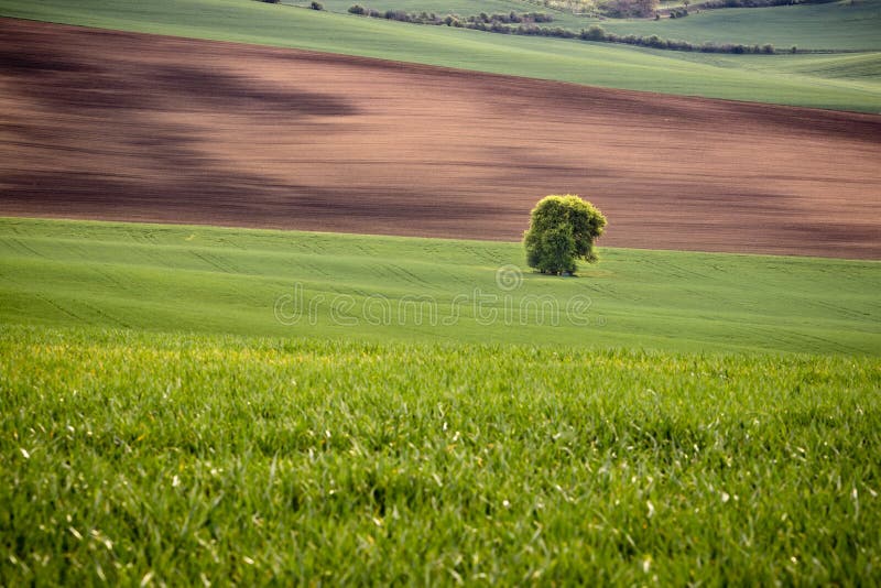 Position solitaire d'arbre dans un domaine onduleux au printemps Jeunes jeunes plantes fraîches de blé et champ arable de culture images libres de droits Position solitaire d'arbre dans un domaine onduleux au printemps Jeunes jeunes plantes fraîches de blé et champ arable de culture images libres de droits