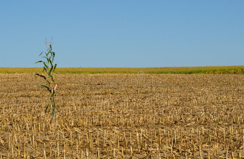 Position solitaire de cornstalk dans un domaine de maïs moissonné image libre de droits Position solitaire de cornstalk dans un domaine de maïs moissonné image libre de droits