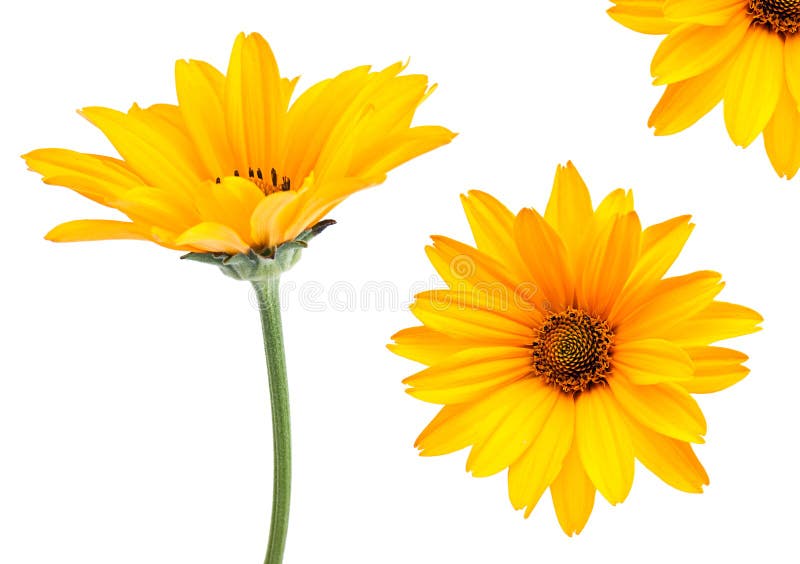 Positionnement jaune de fleur photographie stock libre de droits