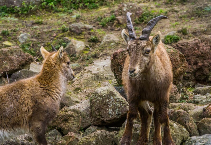 Posição alpina fêmea ao lado de sua criança, cabras selvagens da mãe do íbex dos cumes europeus fotos de stock Posição alpina fêmea ao lado de sua criança, cabras selvagens da mãe do íbex dos cumes europeus fotos de stock