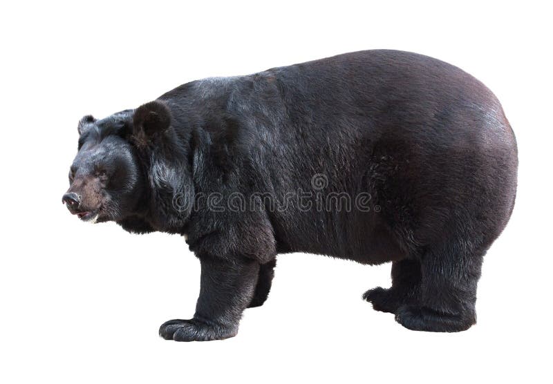 Standing Asiatic Black Bear (Tibetan black bear, Himalayan black bear, moon bear) isolated on white. Standing Asiatic Black Bear (Tibetan black bear, Himalayan black bear, moon bear) isolated on white