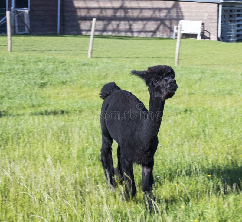 Posição da alpaca em um campo fotografia de stock royalty free Posição da alpaca em um campo fotografia de stock royalty free