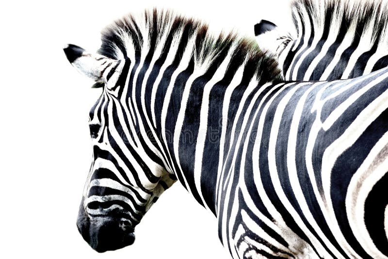 Posição da zebra do retrato isolada no fundo branco fotografia de stock Posição da zebra do retrato isolada no fundo branco fotografia de stock