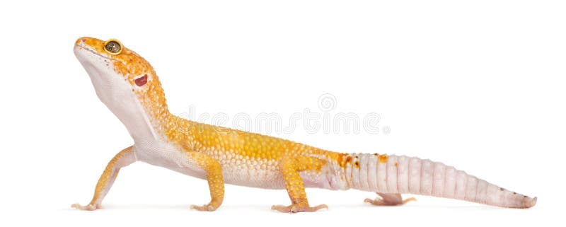 Posição do geco do leopardo, isolada imagem de stock