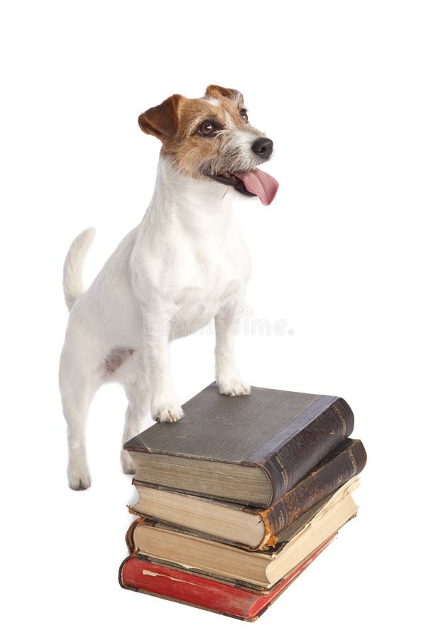 Posição do terrier de Jack russell fotografia de stock royalty free Posição do terrier de Jack russell fotografia de stock royalty free
