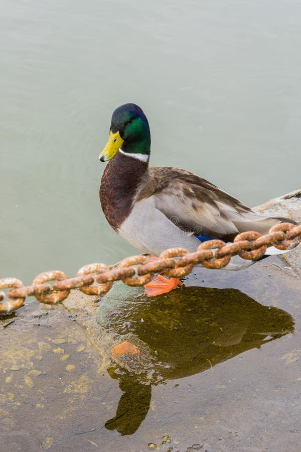 Posição masculina em uma costa do lago, área do pato do pato selvagem de San Francisco Bay, Califórnia foto de stock Posição masculina em uma costa do lago, área do pato do pato selvagem de San Francisco Bay, Califórnia foto de stock