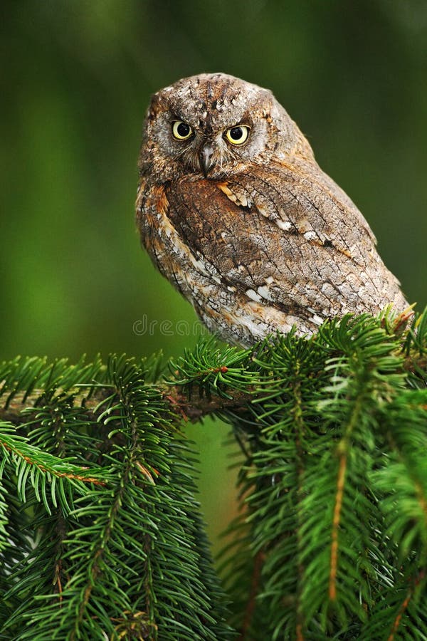 Pospolita Scops sowa, Otus scops, mała sowa w natury siedlisku, siedzi na zielonej świerkowej gałąź, las w tle, zdjęcie stock Pospolita Scops sowa, Otus scops, mała sowa w natury siedlisku, siedzi na zielonej świerkowej gałąź, las w tle, zdjęcie stock