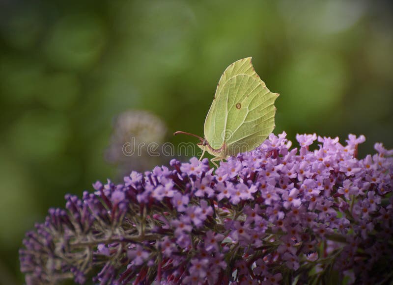 Pospolitego brimstone Gonepteryx motyli rhamni zdjęcie royalty free Pospolitego brimstone Gonepteryx motyli rhamni zdjęcie royalty free
