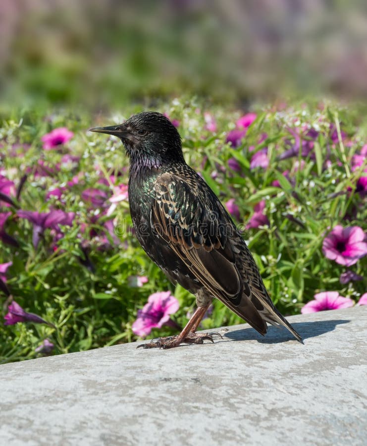 Pospolitego szpaczka Sturnus vulgaris odprowadzenie w ogrodowych menchiach kwitnie tło Piękny czerń wzoru piórka upierzenia ptak fotografia stock Pospolitego szpaczka Sturnus vulgaris odprowadzenie w ogrodowych menchiach kwitnie tło Piękny czerń wzoru piórka upierzenia ptak fotografia stock