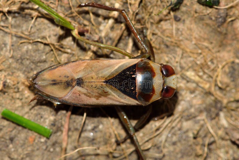 Pospolity Backswimmer od above (Notonecta glauca). Drapieżcza nadwodna prawdziwa pluskwa w rodzinnym Notonectidae, także znać jako wodny barkarz