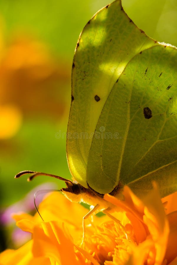 Pospolity brimstone zdjęcie royalty free Pospolity brimstone zdjęcie royalty free