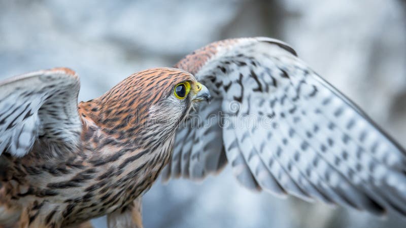 Pospolity kestrel, ptak zdobycz zdjęcia stock Pospolity kestrel, ptak zdobycz zdjęcia stock