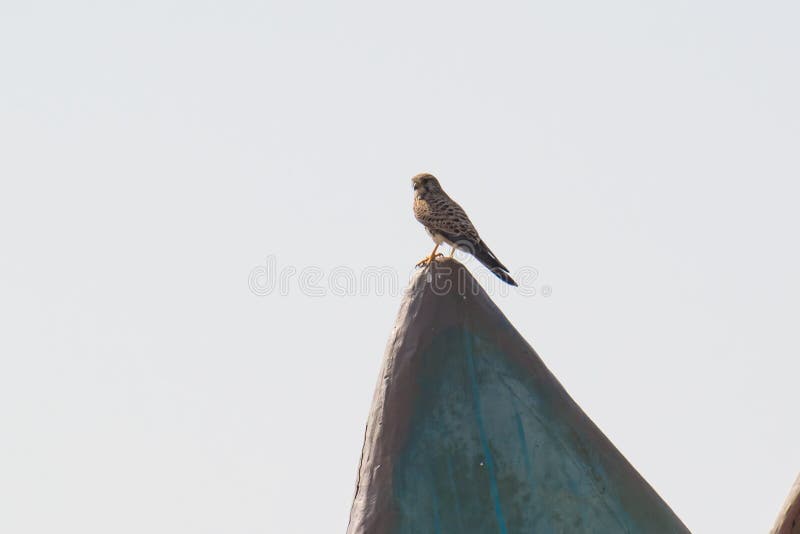 Pospolity Kestrel ptaka drapieżnego ptak zdobycz obrazy royalty free Pospolity Kestrel ptaka drapieżnego ptak zdobycz obrazy royalty free