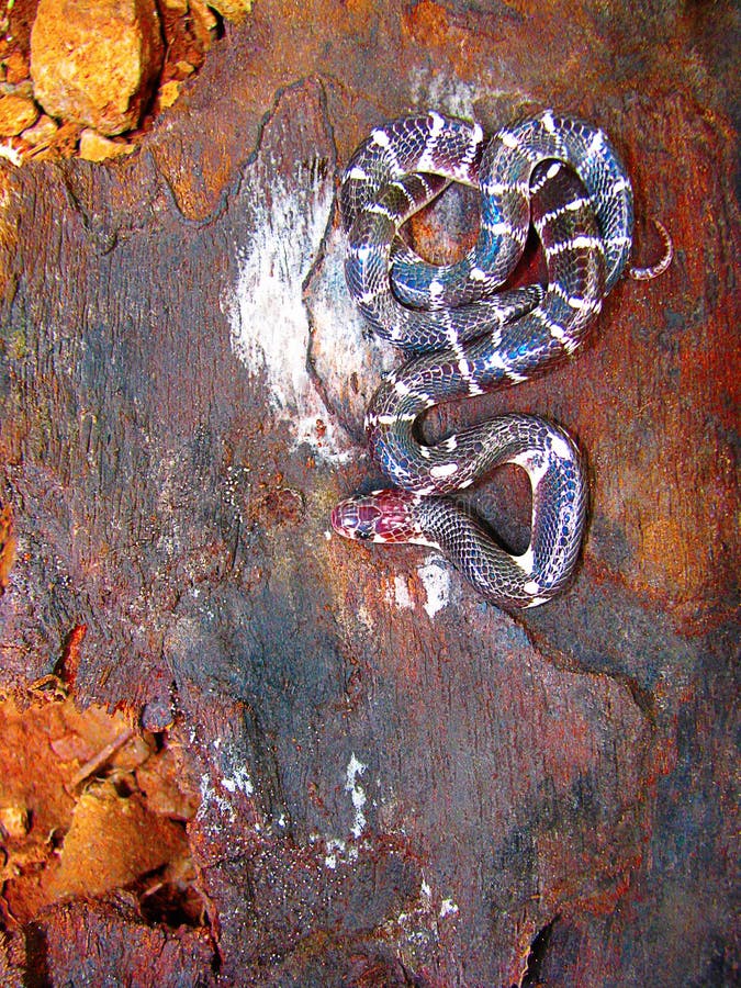 Pospolity Krait, Bungarus caeruleus, Pune, maharashtra obraz royalty free Pospolity Krait, Bungarus caeruleus, Pune, maharashtra obraz royalty free