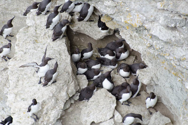 Pospolity murre lub błonia guillemot - wielka alka obraz royalty free Pospolity murre lub błonia guillemot - wielka alka obraz royalty free