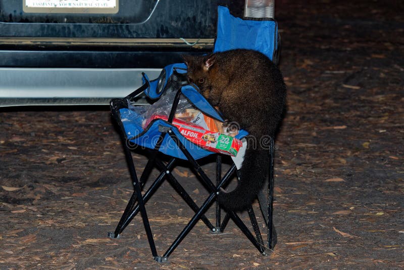 Pospolity Ogoniasty Possum nocturnal, nadrzewny torbacz Australia, przedstawiający Nowa Zelandia - Trichosurus vulpecula - zdjęcie stock Pospolity Ogoniasty Possum nocturnal, nadrzewny torbacz Australia, przedstawiający Nowa Zelandia - Trichosurus vulpecula - zdjęcie stock