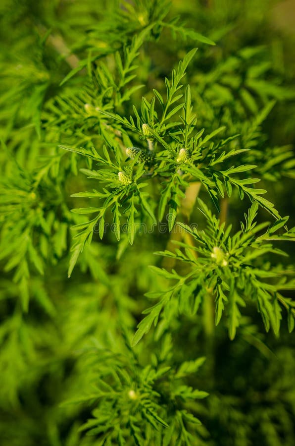 Ambrosia artemisiifolia, common ragweed- a very dangerous plant for allergic people. Ambrosia artemisiifolia, common ragweed- a very dangerous plant for allergic people