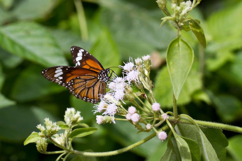 Pospolity Tygrysi motyl - Danaus genutia w Ksandalama Sri Lanka zdjęcie stock Pospolity Tygrysi motyl - Danaus genutia w Ksandalama Sri Lanka zdjęcie stock
