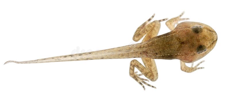 pospolity żaby rana tadpole temporaria obrazy royalty free pospolity żaby rana tadpole temporaria obrazy royalty free