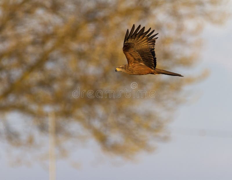 Pospolity żeński kestrel jastrząbek, falco tinnunculus, lata obrazy stock Pospolity żeński kestrel jastrząbek, falco tinnunculus, lata obrazy stock