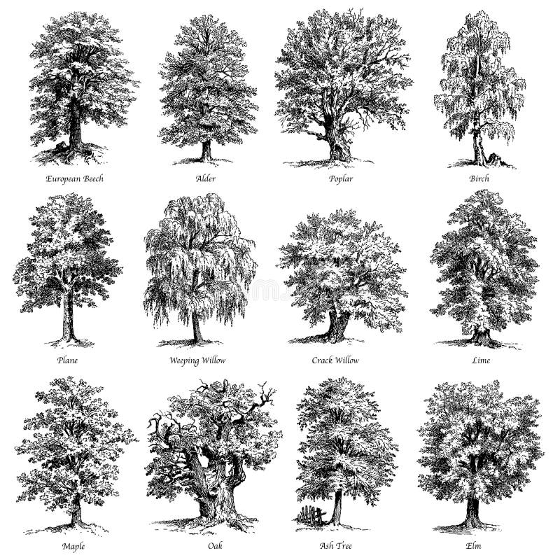 Pospolitych drzew wektorowe ilustracje ustawiać