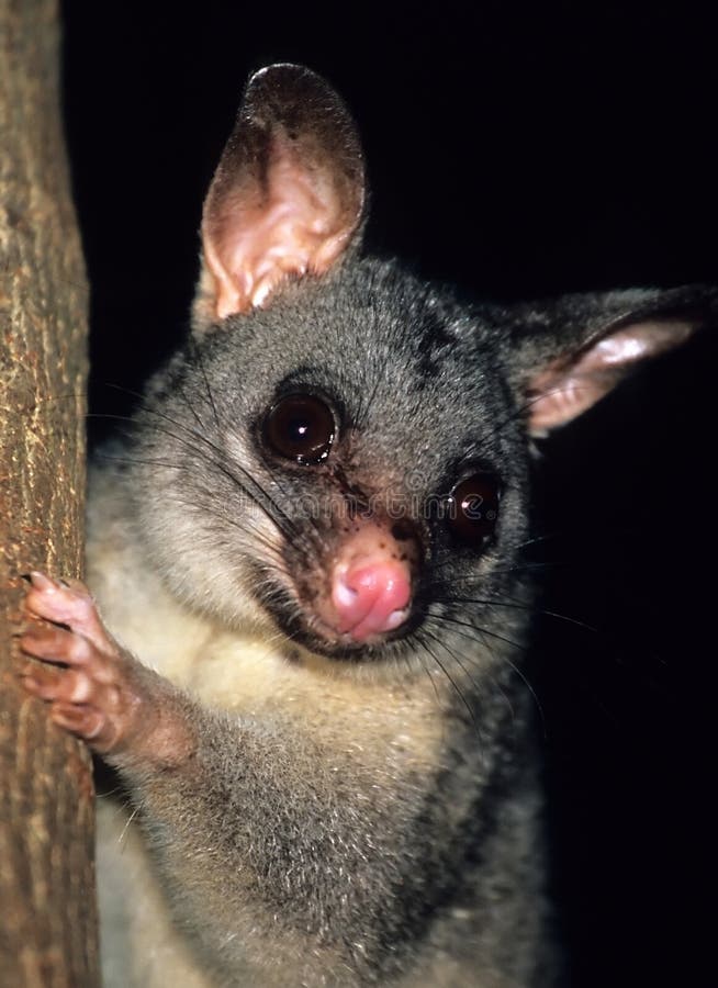 Common ringtail possum found at australia looking. Ringtail possum stock images, royalty-free photos and pictures