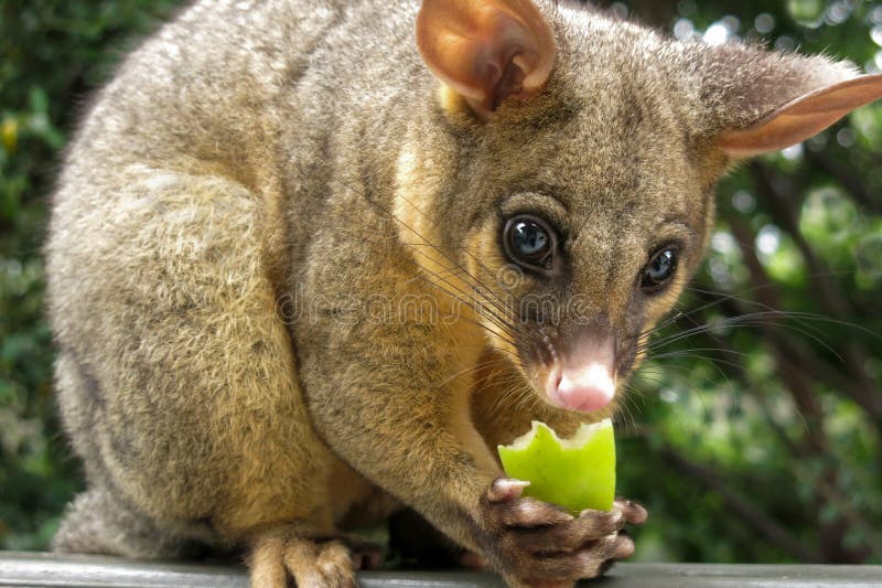 Possum Brushtail που τρώει το μήλο στοκ φωτογραφίες Possum Brushtail που τρώει το μήλο στοκ φωτογραφίες