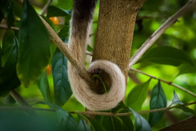 Close up of a ringtail possum's tail loosely looped around branch, with the gripping bare skin visible at the tip. Ringtail possum stock images, royalty-free photos and pictures