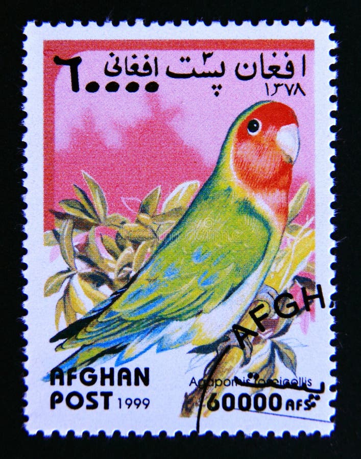 Post stamp printed in afghanistan, 1999. Rosy collared lovebird agapornis roseicollis bird. Value 60000 afghan afghani. From the series parrots. Post stamp printed in afghanistan, 1999. Rosy collared lovebird agapornis roseicollis bird. Value 60000 afghan afghani. From the series parrots.