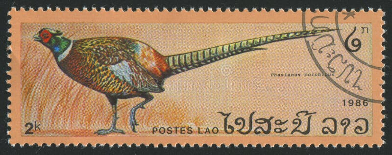 LAOS - CIRCA 1986: stamp printed by Laos, shows bird pheasant, circa 1986. LAOS - CIRCA 1986: stamp printed by Laos, shows bird pheasant, circa 1986