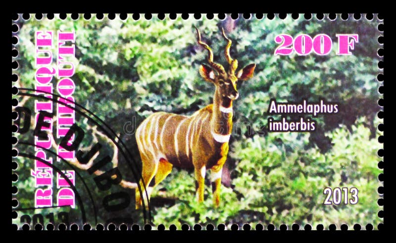 Postage stamp printed in Djibouti shows Ammelaphus imberbis, African fauna serie, circa 2013 royalty free stock photo Postage stamp printed in Djibouti shows Ammelaphus imberbis, African fauna serie, circa 2013 royalty free stock photo