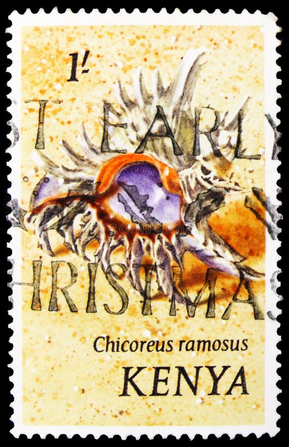 MOSCOW, RUSSIA - OCTOBER 1, 2019: Postage stamp printed in Kenya shows Ramose Murex (Chicoreus ramosus), Molluscs of the sea serie, circa 1971