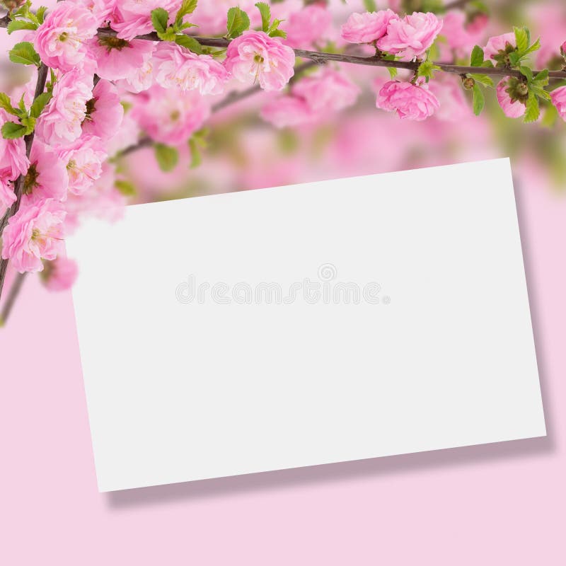 Postal con el árbol floreciente de la primavera fresca y lugar vacío para y imagen de archivo Postal con el árbol floreciente de la primavera fresca y lugar vacío para y imagen de archivo