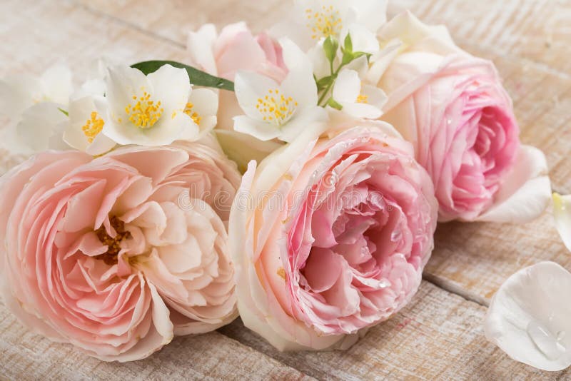 Postal Con Las Rosas Frescas Y El Jazmín Foto de archivo - Imagen de foto, madre: 36141568 Postal Con Las Rosas Frescas Y El Jazmín Foto de archivo - Imagen de foto, madre: 36141568