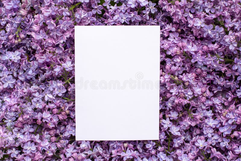 Postal con las flores espléndidas frescas de la lila y Empty tag para su fondo del texto, de la primavera y del flor del verano imagen de archivo libre de regalías Postal con las flores espléndidas frescas de la lila y Empty tag para su fondo del texto, de la primavera y del flor del verano imagen de archivo libre de regalías
