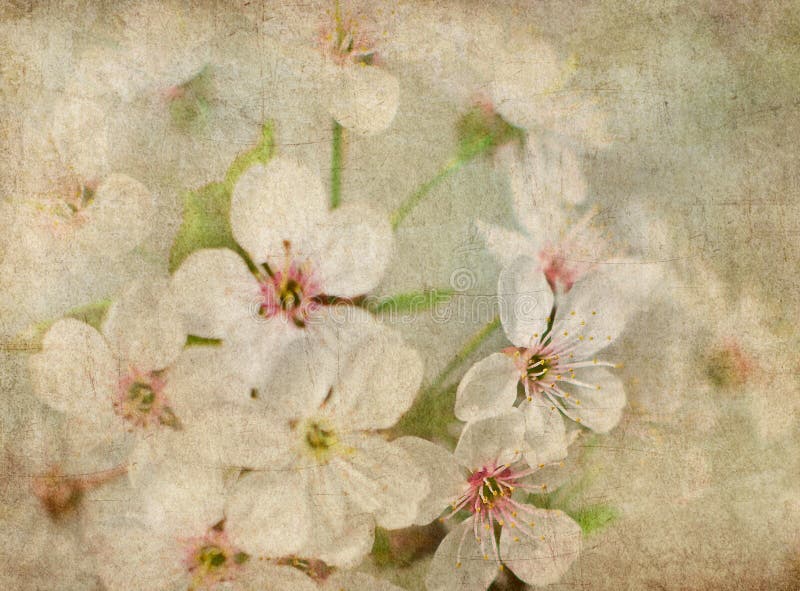 Postcard of spring bloom royalty free stock images