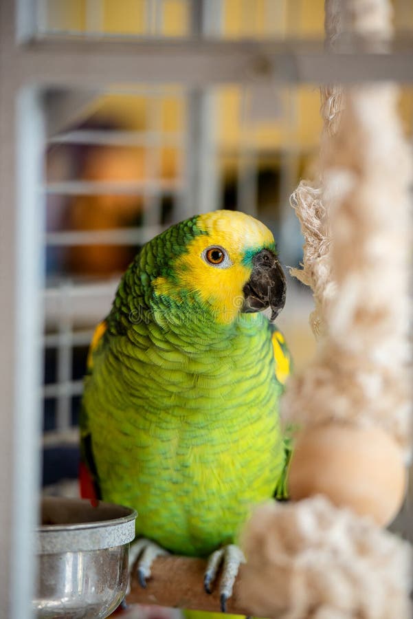 Postcard sweet parrot home amazon green in a cage