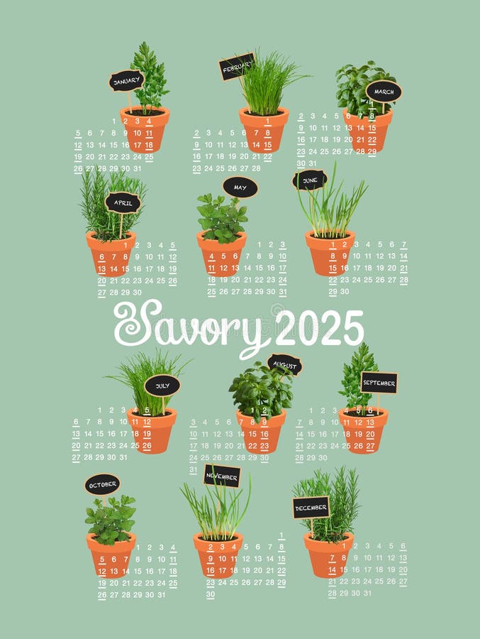 2025 poster verde in salvia erbosa erbe fresche in vaso illustrazione di stock