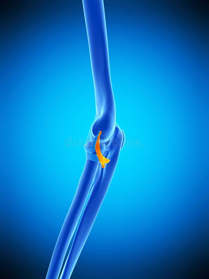 The posterior radiocollateral ligament vector illustration