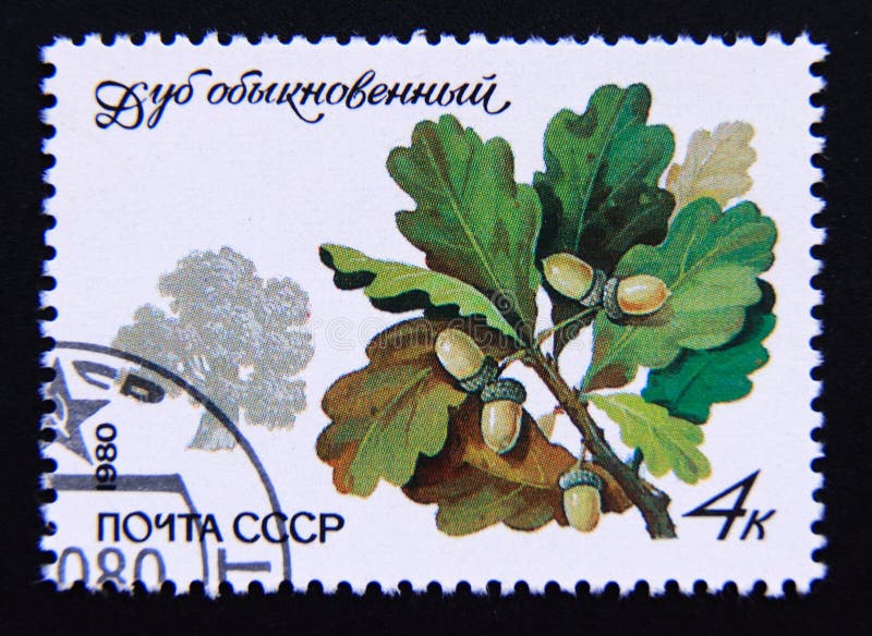 Poststämpelsovietunion cp 1980. pedunkulera ekquercus robur-träd royaltyfria foton