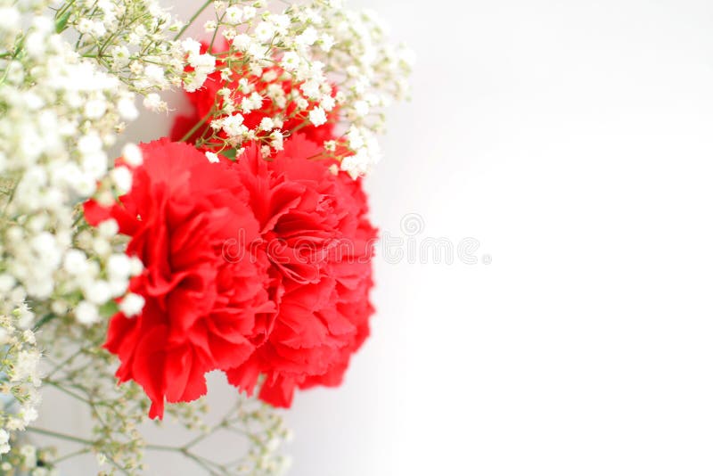 Posy red carnation on background