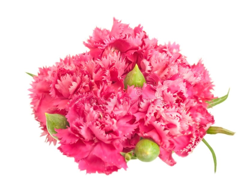 Posy of Pink Carnations Spring Flower Stock Photo Image of bloom