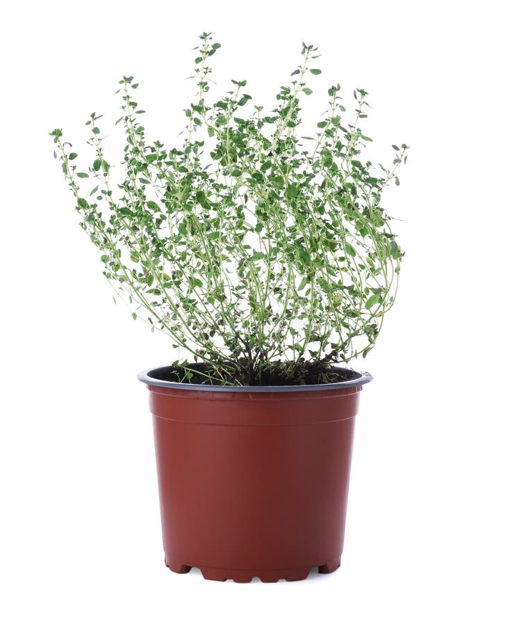 Pot with Aromatic Green Thyme Isolated on White Stock Image Image of