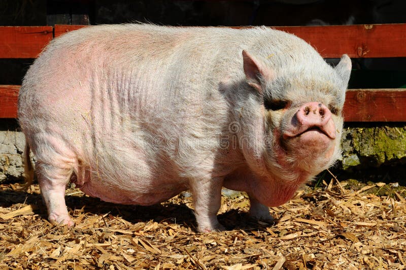  Pot  Bellied pig stock photo Image of swine overweight 