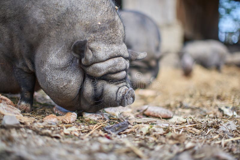 Pot Bellied Pig Eating Piece of Bread. Black Pig on Farm Stock Image