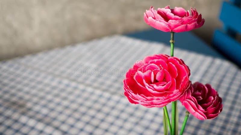 Pot De Fleur En Plastique Rose Rouge Sur La Nappe Bleue Et Blanche, Table  Basse écossais Photo stock - Image du fond, plastique: 168361224